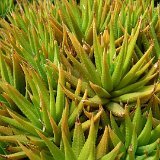 Haworthia 'Mili' (cultivar)